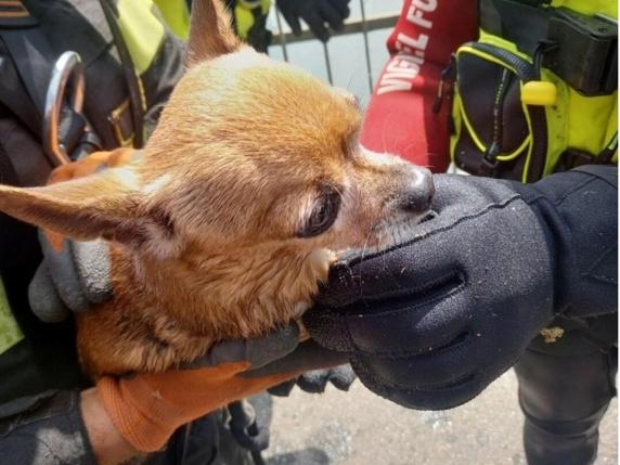 Torino Chihuahua Caduto Nel Fiume Salvato Dai Vigili Del Fuoco