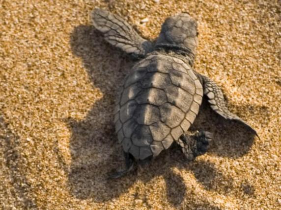 Lungomare Di Latina Avvistate 5 Baby Tartarughe Perlustrata La