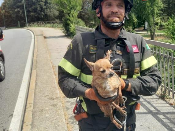 Torino Chihuahua Caduto Nel Fiume Salvato Dai Vigili Del Fuoco