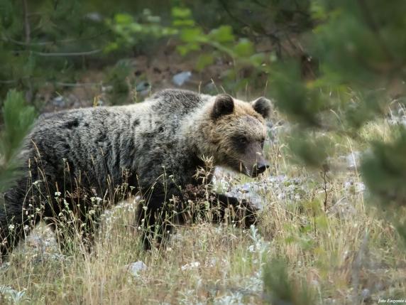 Wwf Sull Orso Marsicano Solo 50 60 Individui Nell Appennino Sono