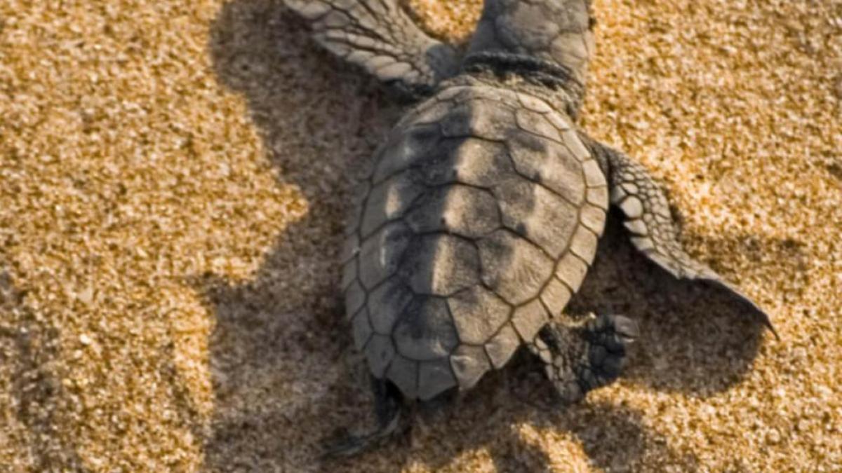 Lungomare Di Latina Avvistate Baby Tartarughe Perlustrata La