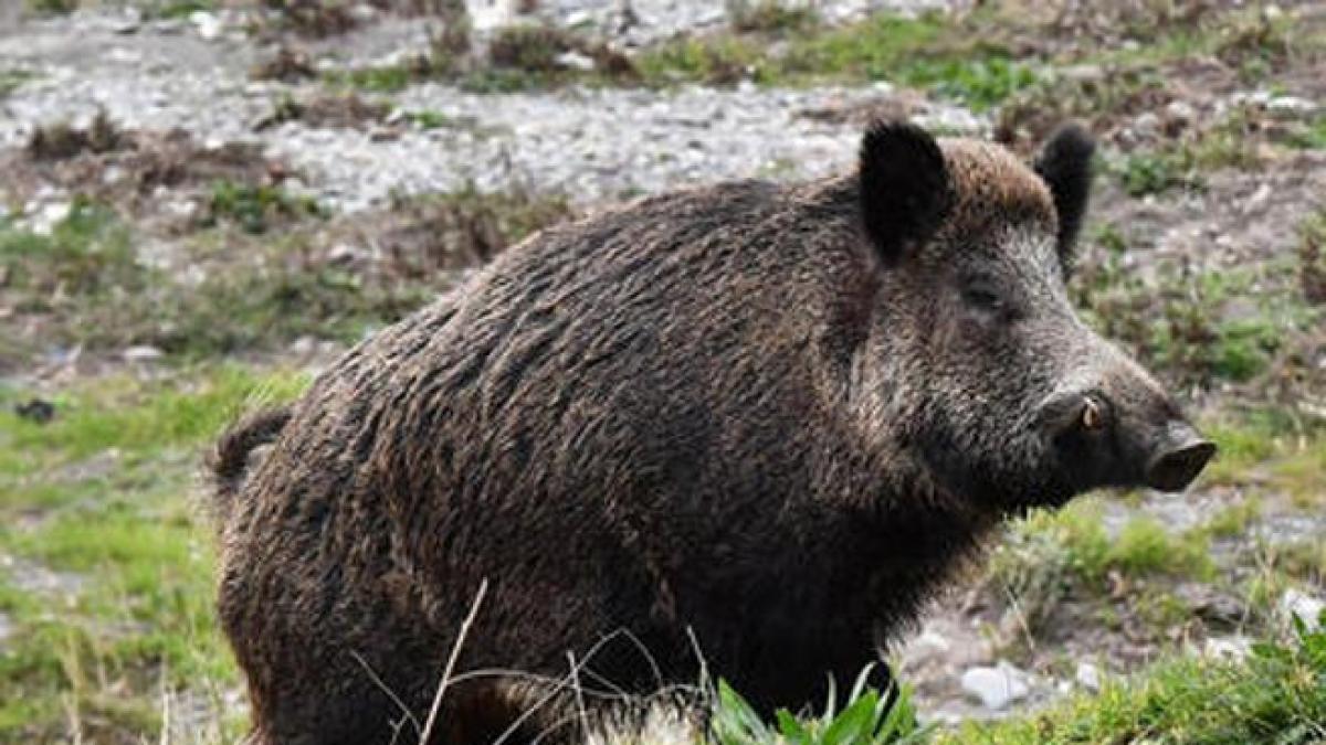 Livorno Cinghiale Attraversa La Strada E Causa Un Incidente Tre