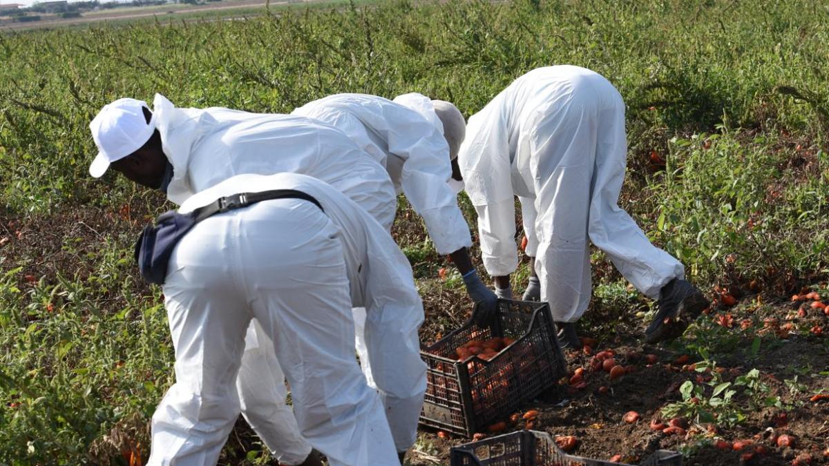 Migrante Muore Nel Brindisino Tornava Da Lavoro Nei Campi A