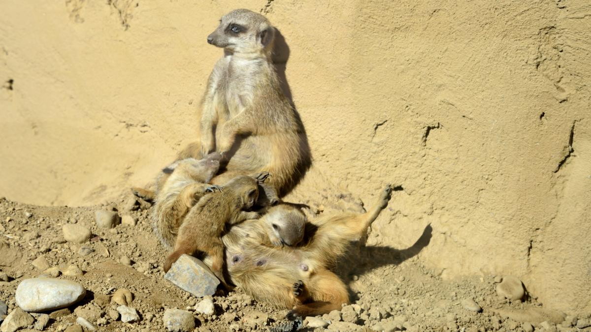 Bergamo Al Parco Le Cornelle Sei Nuovi Cuccioli Quattro Suricati E