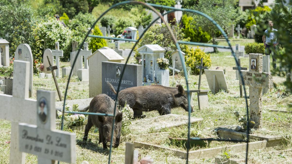 Cinghiali Nel Cimitero Di Prima Porta Sabrina Alfonsi A Breve