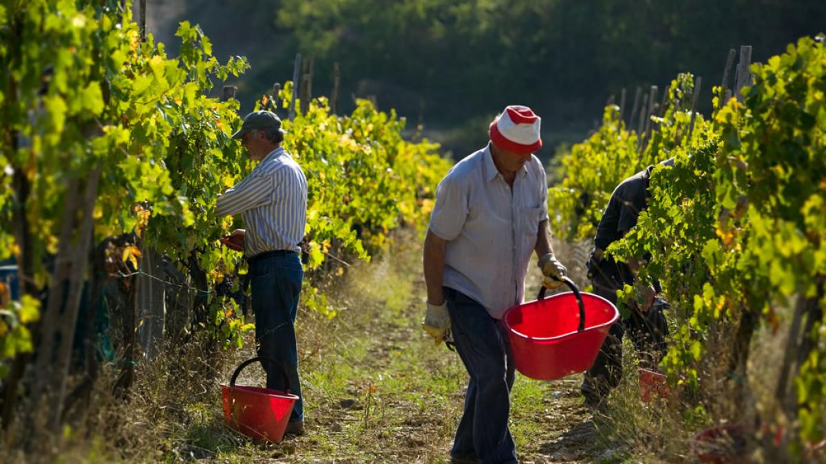 Due Minacce Per Il Vino Toscano Crolla La Produzione Cala Lexport