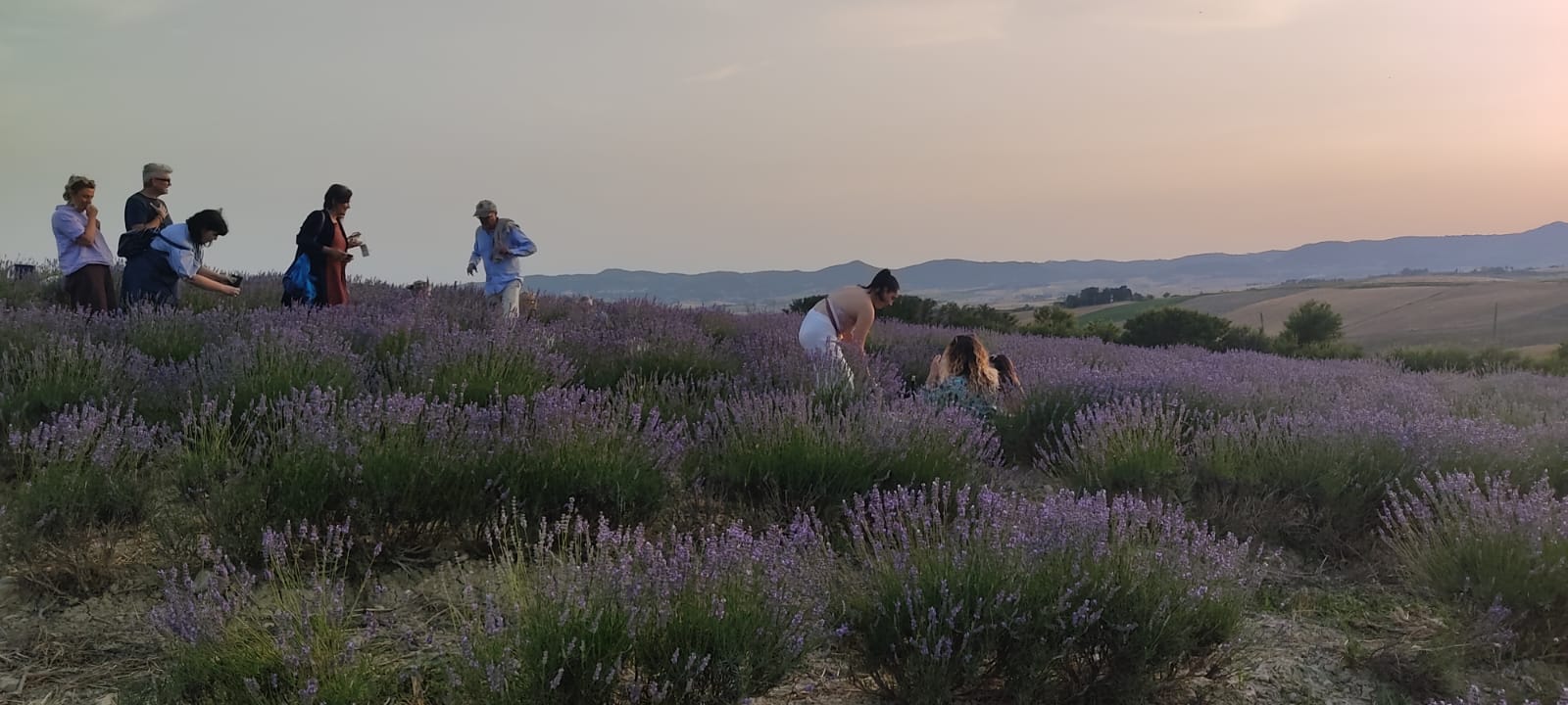 La Toscana Come La Provenza Sono I Giorni Della Lavanda Corriere It