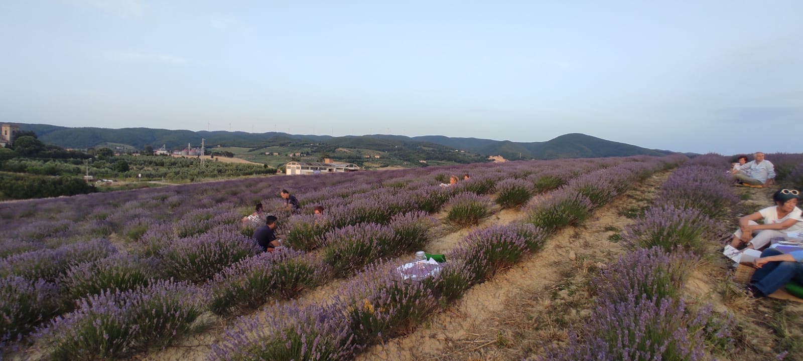 La Toscana Come La Provenza Sono I Giorni Della Lavanda Corriere It