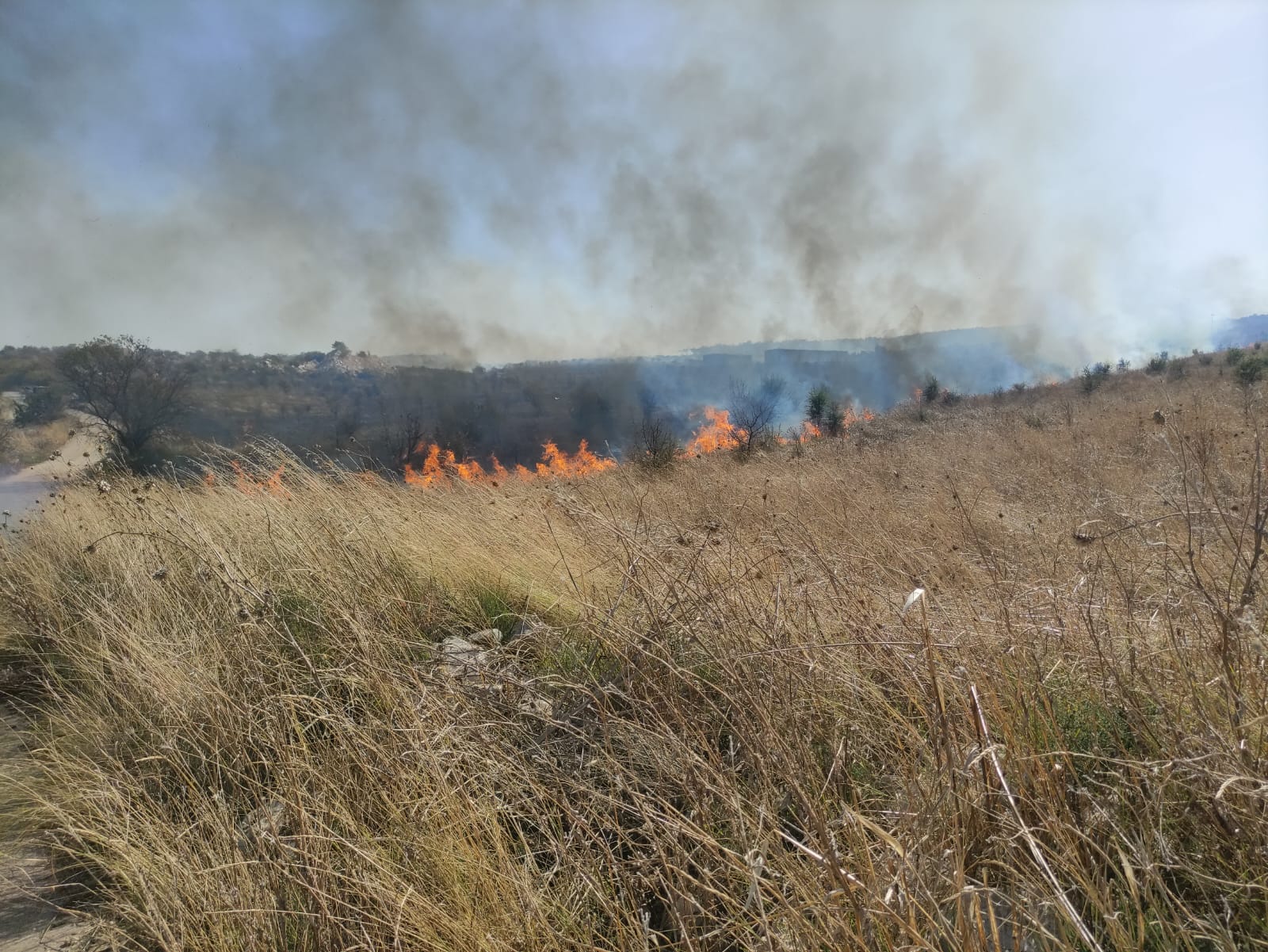 Minervino Murge Nuovo Incendio Nel Bosco In Fiamme Una Cava Il