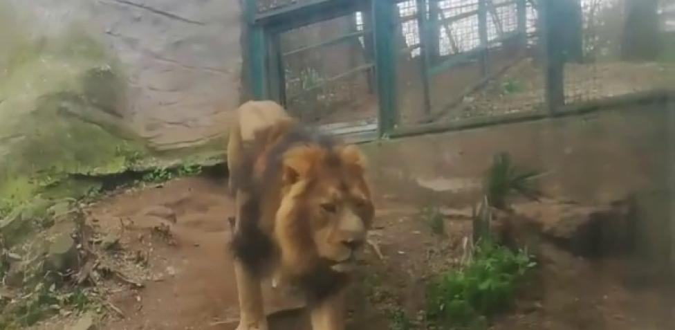 Bioparco di Roma, video sul leone triste indigna gli animalisti: «Sta piangendo, liberatelo» | Corriere.it