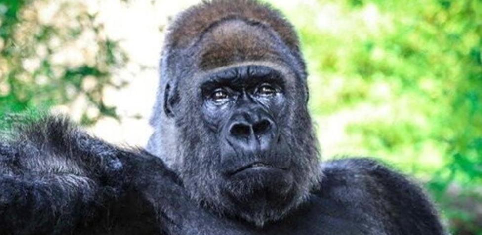 Cinquantamila firme per liberare il 'gorilla triste', l'appello degli  animalisti allo Zoo Safari: E' anziano, merita di non morire così - la  Repubblica