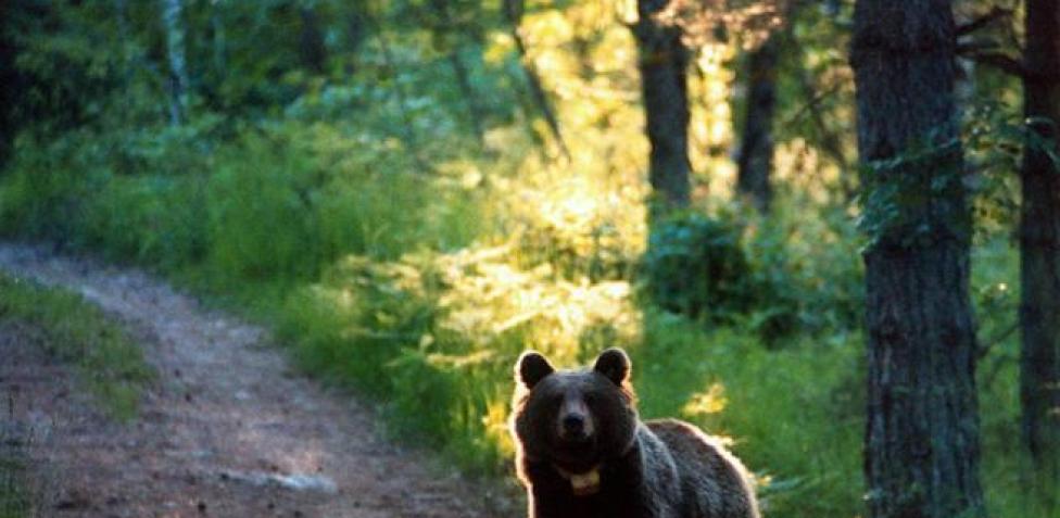 Spray anti orso, arriva l'ok del governo: Fugatti lo assegna al Corpo  Forestale – Notizie da TeleAmbiente TV News