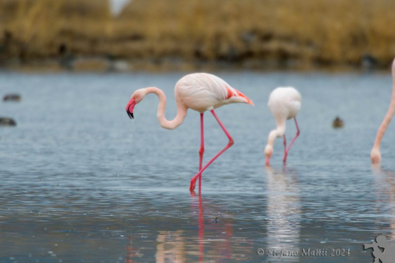 Il ritorno dei fenicotteri rosa nel lago di Peretola le foto Corriere.it