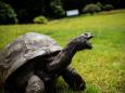 La tartaruga Jonathan ha 190 anni: è la creatura vivente più vecchia della Terra