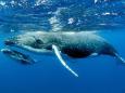 Dopo il rischio di estinzione tornano alle Seychelles le balenottere azzurre