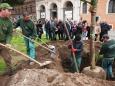 Roma: tornano i pini a piazza Venezia. Dopo i crolli dell'ultimo anno, messi a dimora 10 nuovi alberi