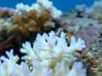 L'allarme del Wwf: «La crisi dei coralli è una crisi climatica»