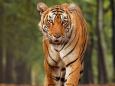 Una tigre del Bengala nella foresta di Bannerghatta in Karnataka, India