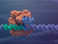 Correggere il genoma con le ‘forbici molecolari’ per guarire da talassemia e anemia falciforme