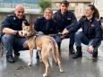 Picchia in strada il suo cane: i passanti lo vedono e viene denunciato, la Polizia salva il meticcio Laica