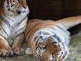 Nuova vita di Jem e Zoe, le tigri salvate dal proprietario e carnefice<br>