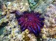 La stella marina corone di spine: minaccia silente delle Barriere coralline