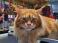 Bolzano, eletto il gatto più bello del mondo: si chiama Tornado e pesa 10 chili