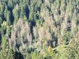 Allarme bostrico, distrutti 10mila ettari: «I nostri boschi sono malati»