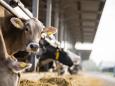 Usa: virus dell'influenza aviaria nel latte suggerisce la presenza di mucche asintomatiche infettate dall’H5N1