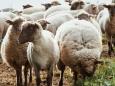 Francia, quattro pecore iscritte a scuola per salvare una classe dalla chiusura: funzionerà?