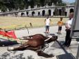 Cavallo morto di caldo nella Reggia di Caserta, condannata a un anno la vetturina