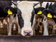 I bovini potrebbero fungere da serbatoio per una nuova «influenza chimera»