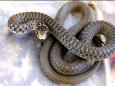 Serpente biacco trovato nello spogliatoio di una clinica