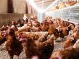 Primo caso umano (fatale) di influenza aviaria H5N2 in Messico: ceppo diverso da quello degli Stati Uniti