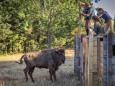 Dopo diecimila anni     tornano i bisonti in Portogallo     (la specie che ci salverà)
