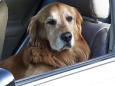 Cosa fare quando si vede un cane in auto al sole? Il vademecum di Oipa 