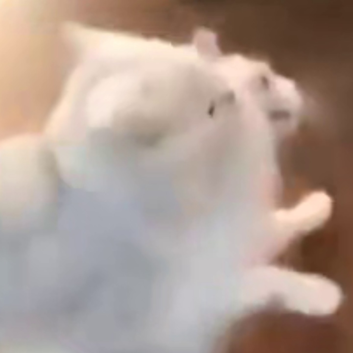 Mamma gatta non accetta che suo figlio sia ormai grande, e