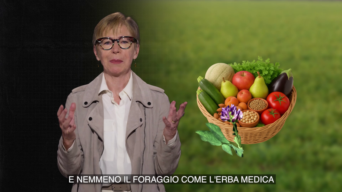 Api in pericolo: cosa le sta uccidendo e perché è una minaccia per noi