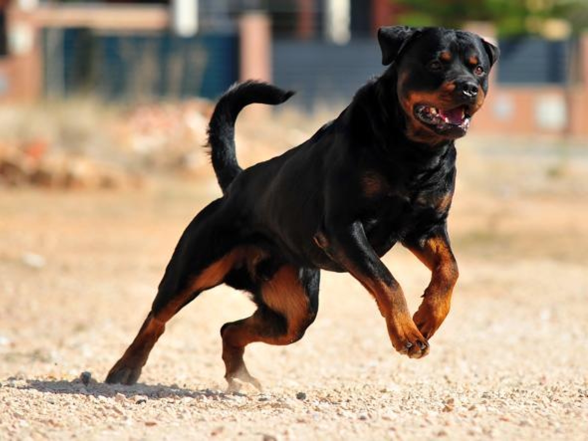 Cani problematici, voto all'unanimità in Lombardia sul «patentino». Per 27 razze corso obbligatorio