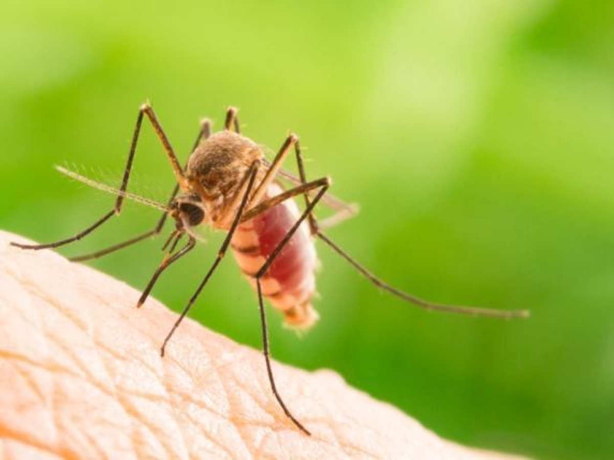 West Nile: terzo morto in Campania. Sono 23 i casi in regione