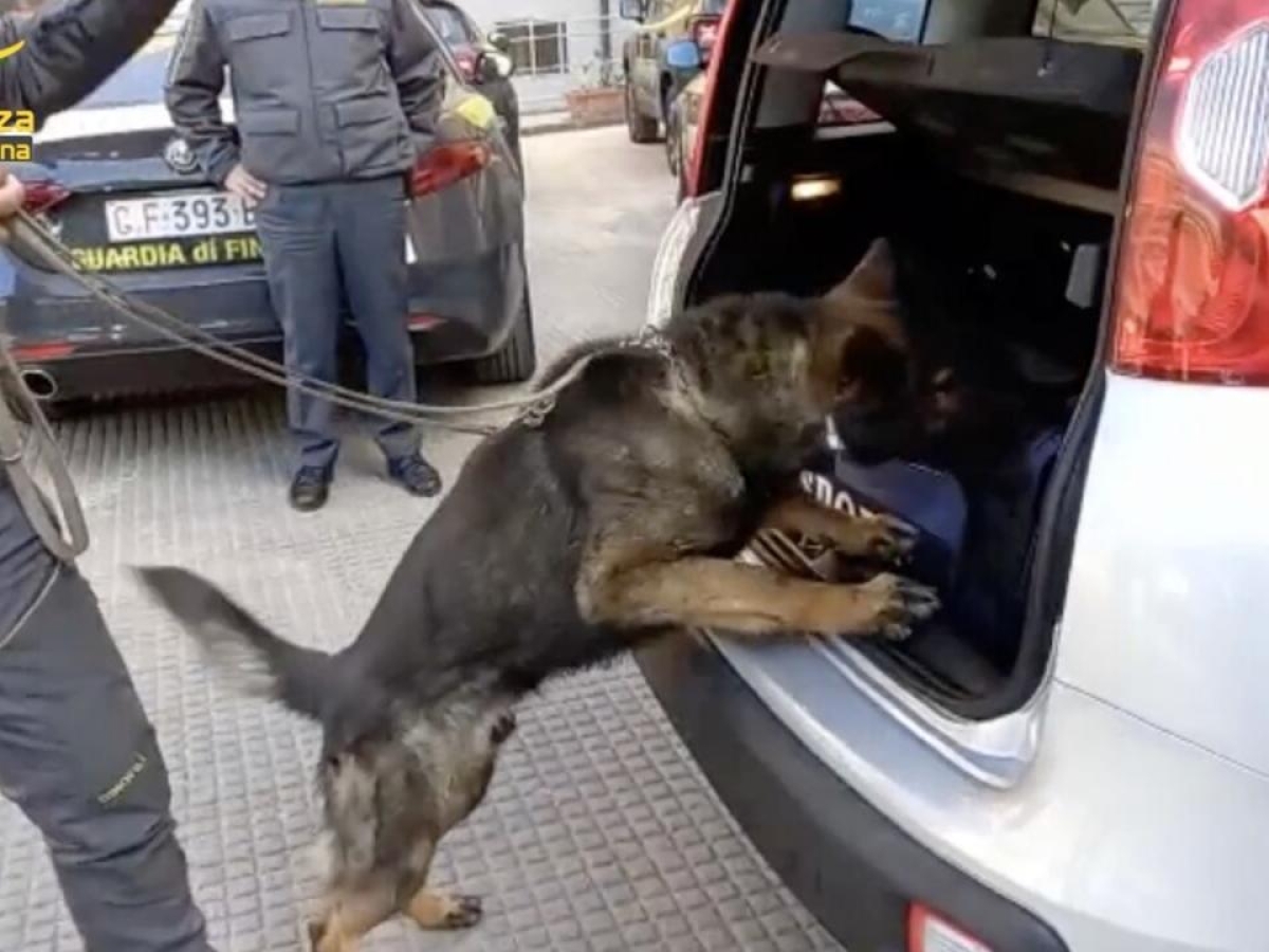 Civitavecchia, il cane antidroga scopre 138 chili di cocaina purissima nascosti in un carico di rifiuti plastici