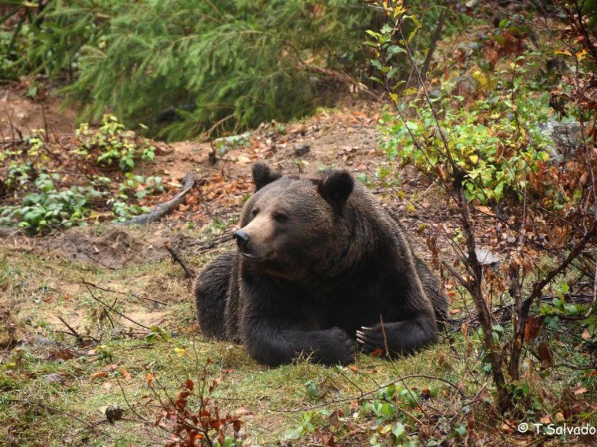 Cosa fare (e cosa non fare) se si incontra un orso. Le regole per muoversi sicuri nei boschi e in montagna
