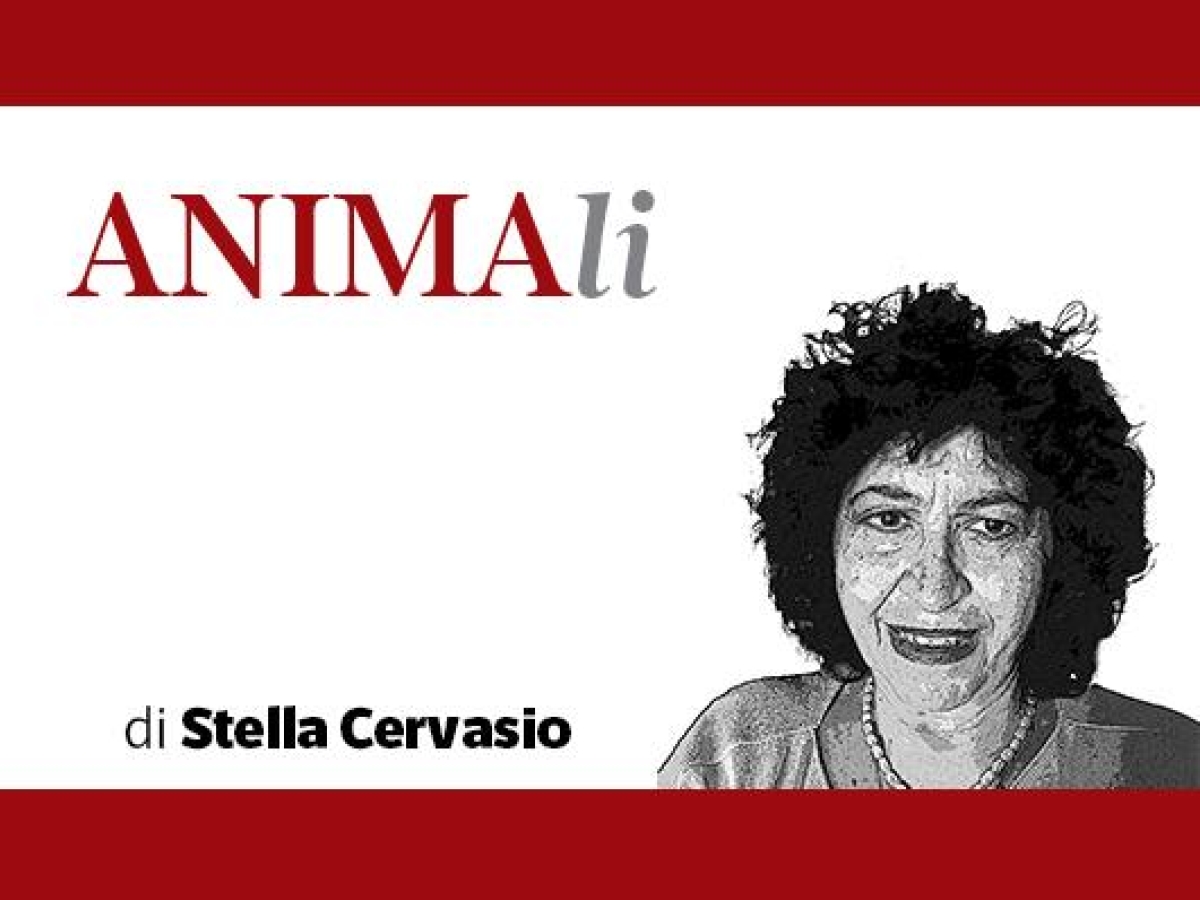 Vita da cani (e da gatti) su un balcone