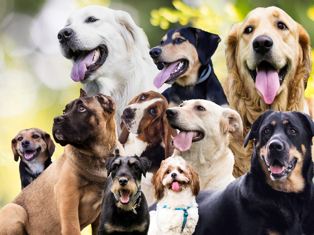 «La Penna d'Oca del Campidoglio» agli amici degli animali di ieri e di oggi: da Totò e Peppino, maestri di risate e di cuore, il premio per chi compie gesti nobili