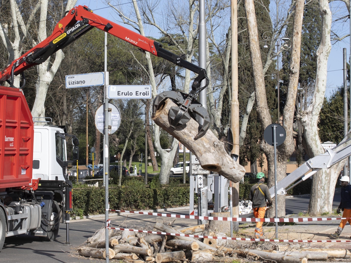 Abbattimento degli alberi, raccolte oltre 200 firme per l'esposto in Procura. Alle 7 di lunedì cittadini a Pietralata contro le ruspe per il nuovo stadio
