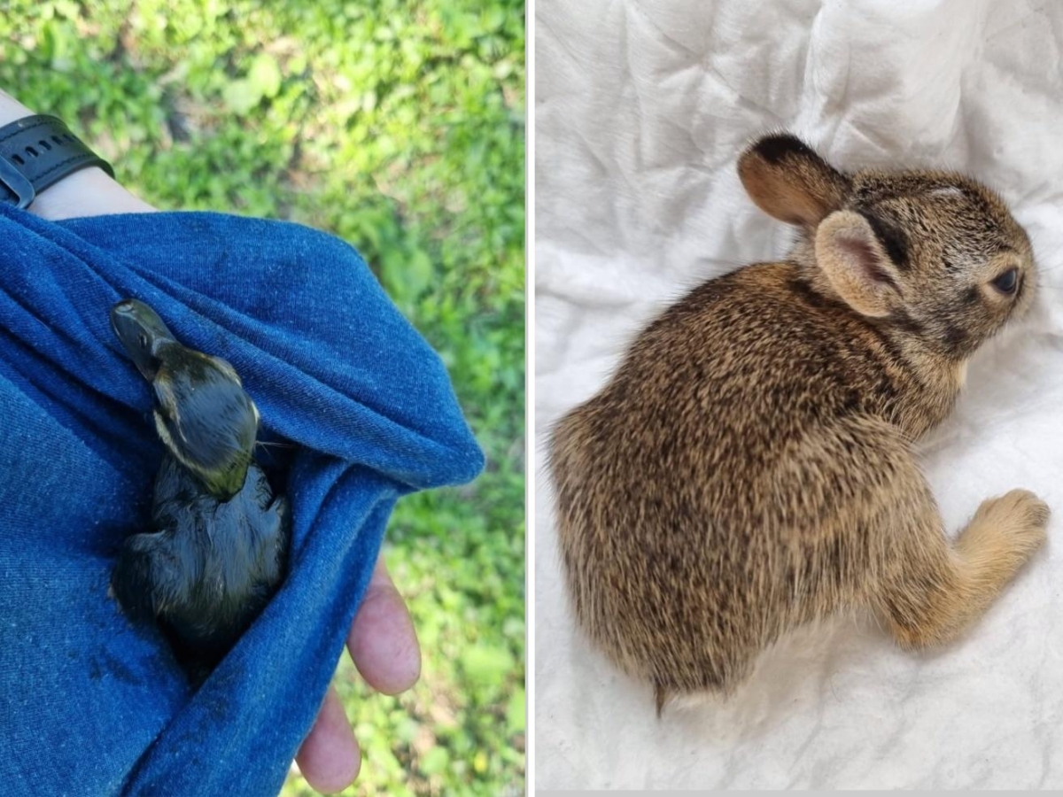Il torrente Lura contaminato dall'olio: corsa contro il tempo per salvare gli animali intossicati. I residenti si mobilitano
