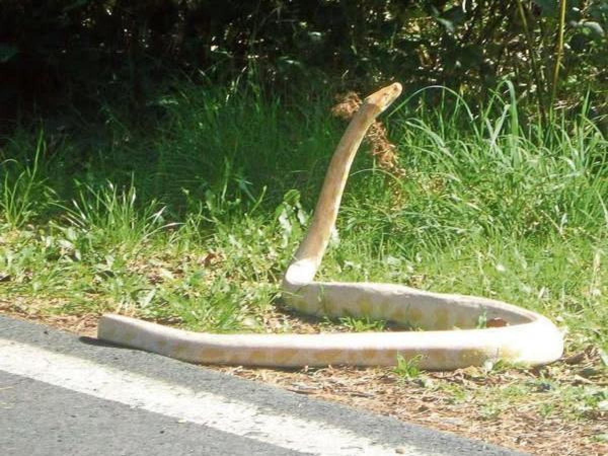 Un pitone albino si aggira per la Maremma, l'appello del sindaco di Monterotondo Marittimo: «Chi lo avvista chiami i carabinieri»