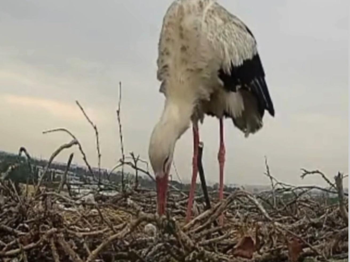 Cicogne di Carpiano, la schiusa delle uova seguita in diretta grazie alla webcam: è nato un pulcino