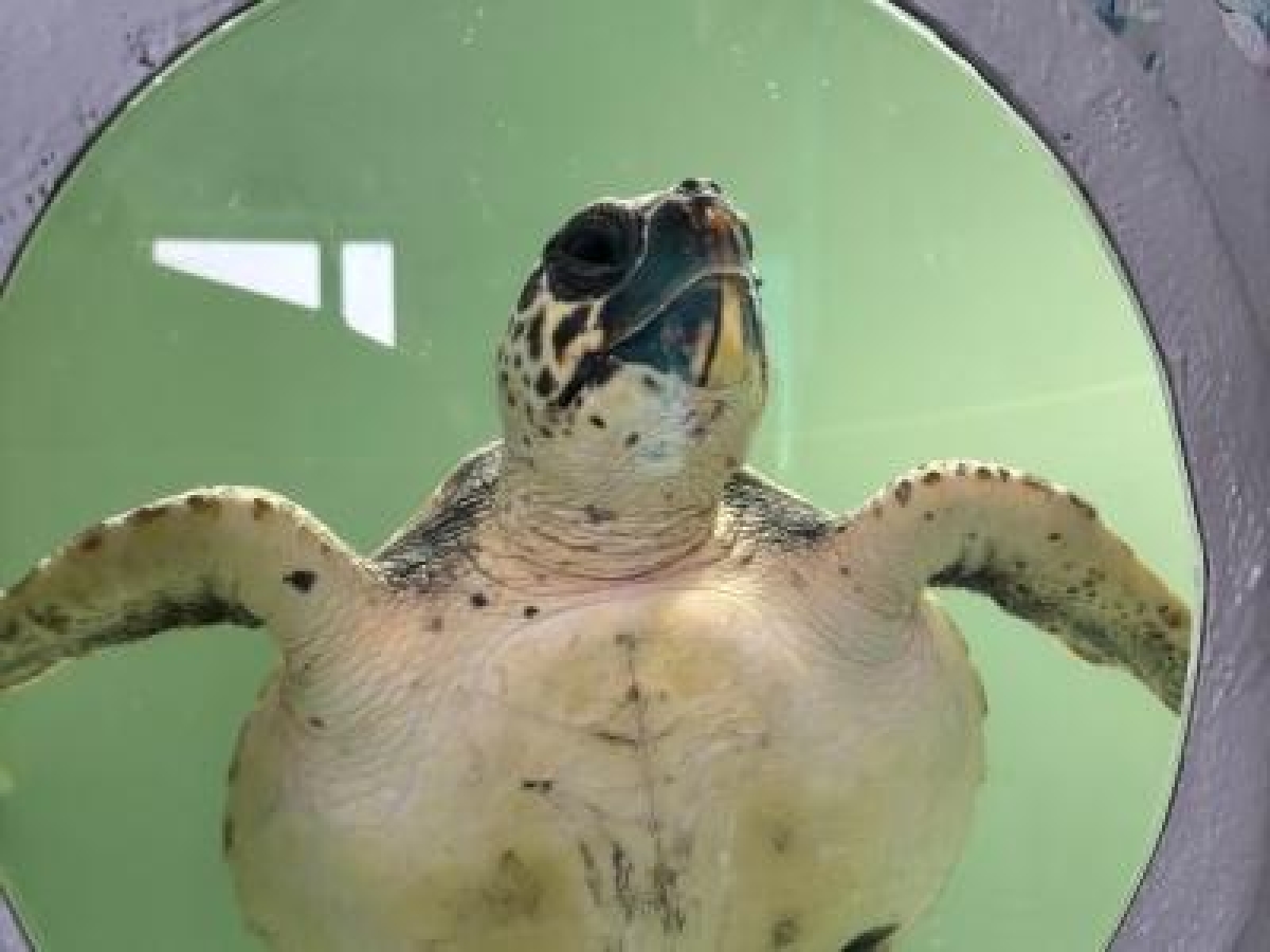 Totta, la tartaruga ferita da un amo da pesca, torna a trovare la libertà