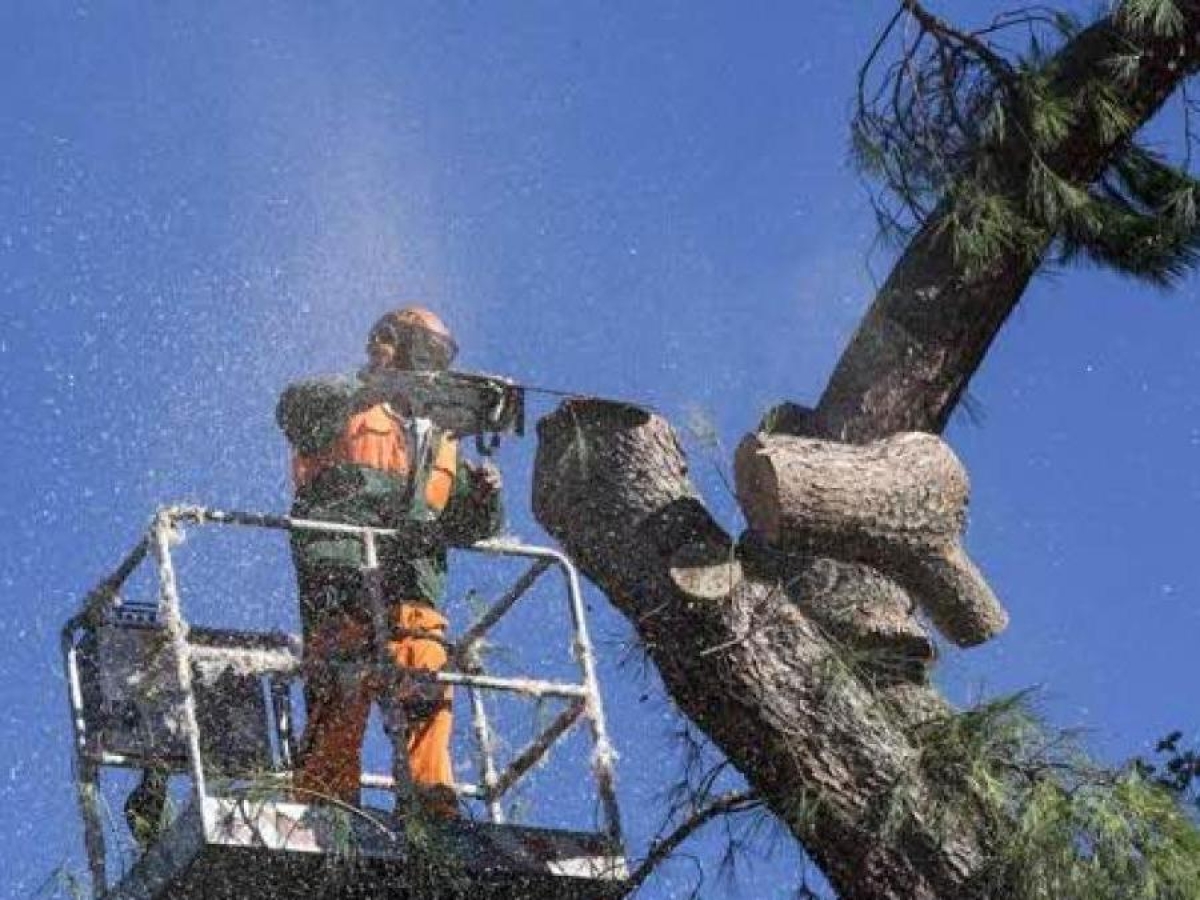 Alberi tagliati in via delle Fornaci, la rabbia di Mita Medici: «Chiome ancora verdi, strage inspiegabile. Le nuove piantine già secche»